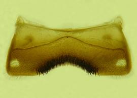  Fig 8,  Anthidium michenerorum  male, ventral view of fourth sternum (S4), photo from Gonzalez and Griswold 2013 
